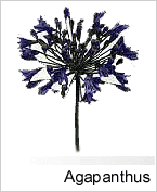Agapanthus