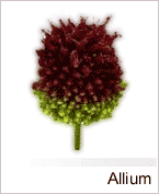 Allium