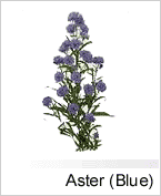 Aster Blue