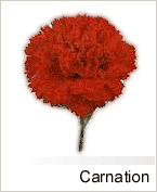 Carnation
