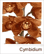 Cymbidium
