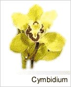 Cymbidium 2