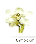 Cymbidium 3