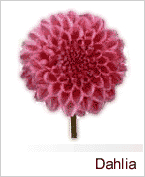 Dahlia