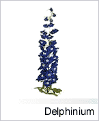 Delphinium