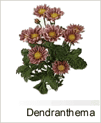 Dendranthema