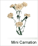 Mini Carnation