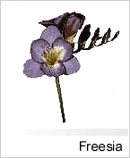 Freesia