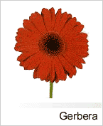 Gerbera