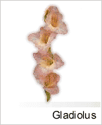 Gladiolus