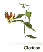 Gloriosa