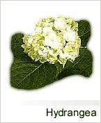 Hydrangea