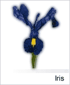 Iris