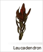 Leucadendron
