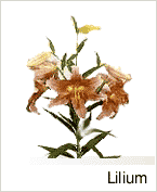 Lilium