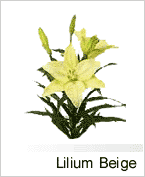 Lilium Beige