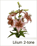Lilium 2tone