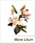 More Lilium